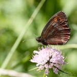 Erebia aethiops - Očkáň trávový IMG_6800
