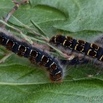 Eriogaster lanestris 22-32-59