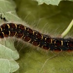 Eriogaster lanestris - Priadkovec brezový 18-27-16