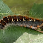 Eriogaster lanestris - Priadkovec brezový 18-30-37