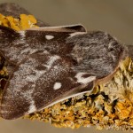 Eriogaster lanestris - Priadkovec brezový 20-24-49