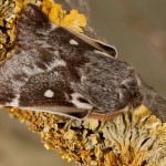Eriogaster lanestris - Priadkovec brezový 20-26-10