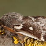 Eriogaster lanestris - Priadkovec brezový 20-27-48