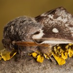 Eriogaster lanestris - Priadkovec brezový 20-30-10