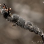 Eriogaster lanestris - Priadkovec brezový 21-55-36
