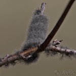 Eriogaster lanestris - Priadkovec brezový 22-02-47