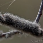 Eriogaster lanestris - Priadkovec brezový 22-04-42