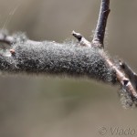 Eriogaster lanestris - Priadkovec brezový 22-06-12