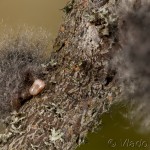Eriogaster lanestris - Priadkovec brezový 22-26-48