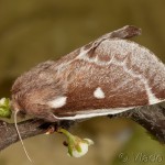 Eriogaster lanestris - Priadkovec brezový 22-29-41