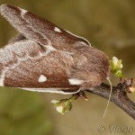 Eriogaster lanestris - Priadkovec brezový 22-31-31