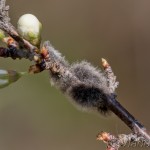 Eriogaster lanestris - Priadkovec brezový 22-35-37