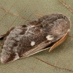 Eriogaster lanestris - Priadkovec brezový 23-24-27