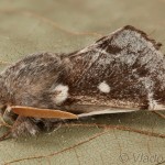 Eriogaster lanestris - Priadkovec brezový 23-25-42