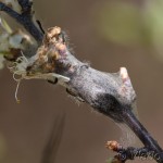 Eriogaster lanestris - Priadkovec brezový IMG_1319