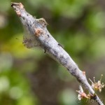Eriogaster lanestris - Priadkovec brezový IMG_1388