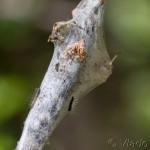 Eriogaster lanestris - Priadkovec brezový IMG_1391