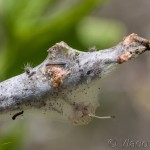 Eriogaster lanestris - Priadkovec brezový IMG_1392