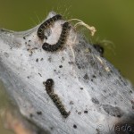 Eriogaster lanestris - Priadkovec brezový IMG_1427