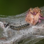 Eriogaster lanestris - Priadkovec brezový IMG_1435