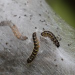 Eriogaster lanestris - Priadkovec brezový IMG_1539