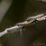 Eriogaster lanestris - Priadkovec brezový IMG_1551