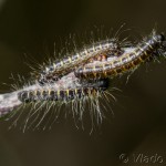 Eriogaster lanestris - Priadkovec brezový IMG_1552