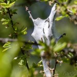 Eriogaster lanestris - Priadkovec brezový IMG_1555