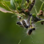 Eriogaster lanestris - Priadkovec brezový IMG_1587