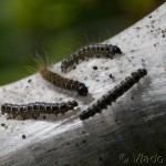 Eriogaster lanestris - Priadkovec brezový IMG_1594