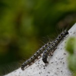 Eriogaster lanestris - Priadkovec brezový IMG_1595