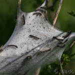 Eriogaster lanestris - Priadkovec brezový IMG_8644