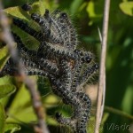 Eriogaster lanestris - Priadkovec brezový IMG_8654