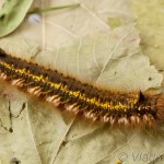 Euthrix potatoria - Priadkovec trávový 20-55-38