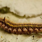 Euthrix potatoria - Priadkovec trávový 20-57-21