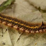 Euthrix potatoria - Priadkovec trávový 20-59-52