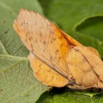 Gastropacha populifolia - Priadkovec osikový 22-12-56