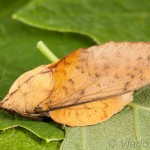 Gastropacha populifolia - Priadkovec osikový 22-16-40