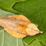 Gastropacha populifolia - Priadkovec osikový 22-19-20