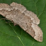 Gnophos furvata - Šedivka skorocelová 13-25-26