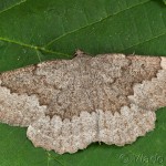 Gnophos furvata - Šedivka skorocelová 13-26-33