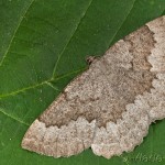 Gnophos furvata - Šedivka skorocelová 13-33-18