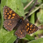 Nemeobiinae