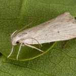 Helcystogramma lineolella - Psota rúbanisková 20-26-40