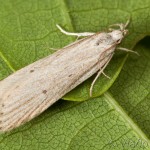Helcystogramma lineolella - Psota rúbanisková 20-28-24