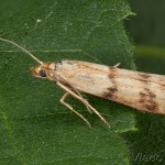 Homoeosoma sinuella - Vijačka skorocelová 14-09-07