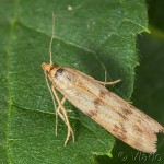 Homoeosoma sinuella - Vijačka skorocelová 14-12-31