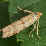 Homoeosoma sinuella - Vijačka skorocelová 14-14-00