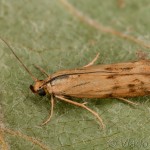 Homoeosoma sinuella - Vijačka skorocelová 23-12-59