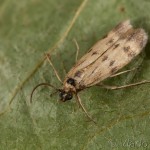 Homoeosoma sinuella - Vijačka skorocelová 23-16-43